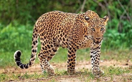Leopard attacks farmer and son in Gir Somnath, gets killed. Representational Image